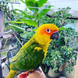 Meet your Posher, Alfredo